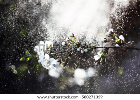 Cherry blossom in the water drops, close up