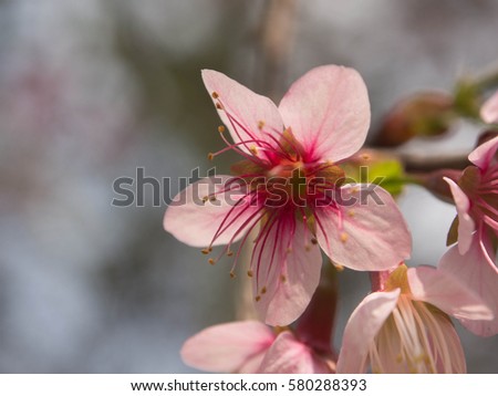 Wild himalayan cherry flowers