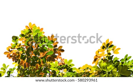 Background yellow leaves in spring