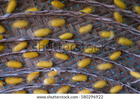 Sericulture Royalty-Free Stock Photo #580296922