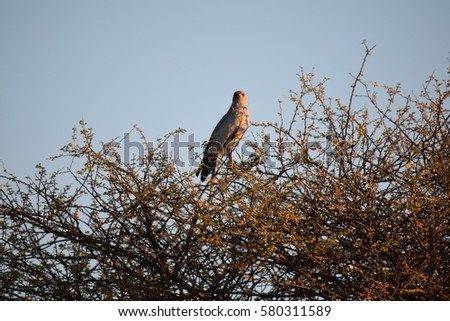 Bird of Prey in Tree, Namibia