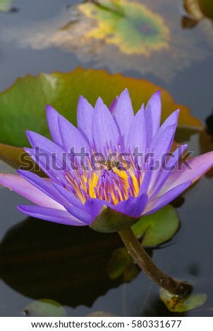 Close Up Of Bees Looking For Pollen In A Beautiful Water Lily With Blurry Background