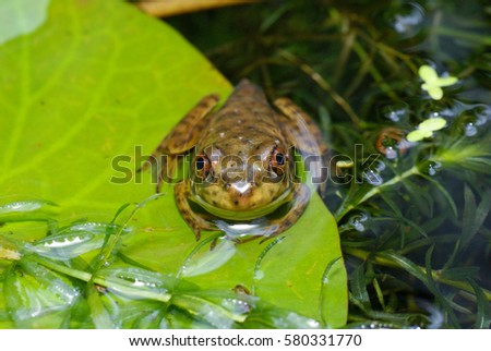 A Close Up View Of A Frog Sitting On A Water Lily Leaf In A Pond