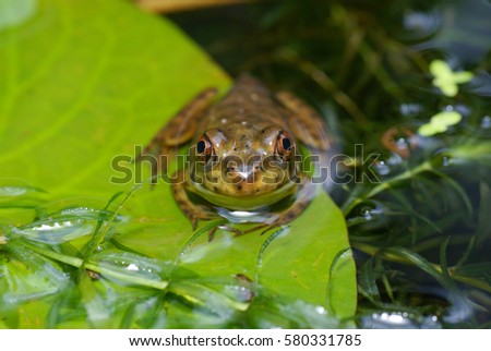 A Close Up View Of A Frog Sitting On A Water Lily Leaf In A Pond