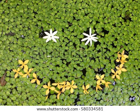 Blossoms on water and space for text