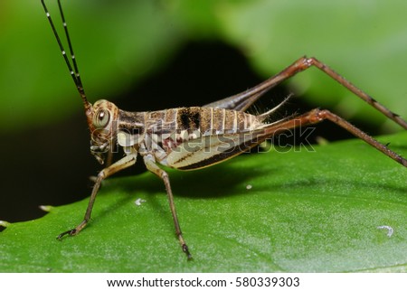 A Close Up VIew Of A Beautiful Brown Colour Cricket With Blurry Background