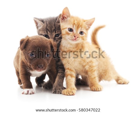 Puppy and two kittens isolated on white background.