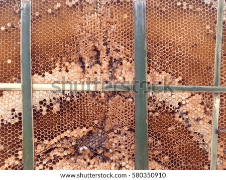 Picture close up Royal hive with bee larva