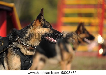 Portrait of a German Shepherd Royalty-Free Stock Photo #580356721