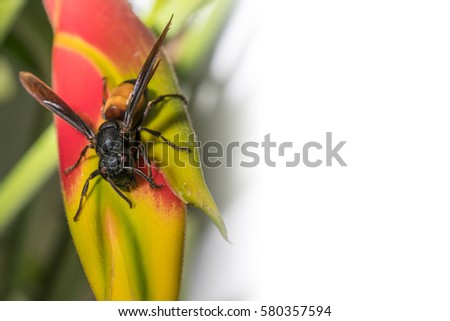a wasp on a yellow flower