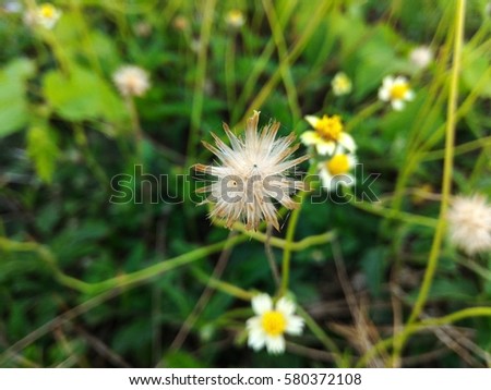 white flower in graden for background 