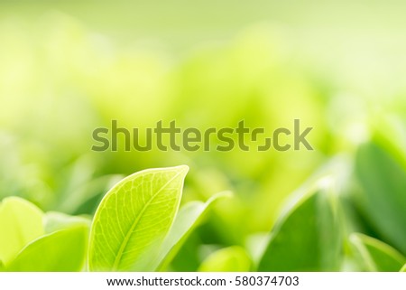 Green leaf nature background using as greenery fresh wallpaper