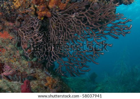 Sea Rod growing upside down under a ledge, picture taken in Broward County, Florida.
