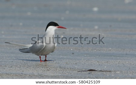 An Arctic Tern (Sterna paradisaea) standing on a beach on North Uist in the outer Hebrides.