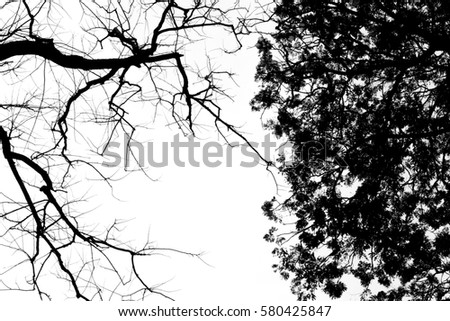 Dead and alive trees, monochrome picture, nature background concept, black and white.