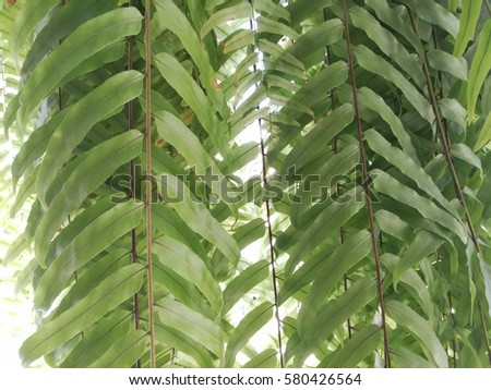 great green bush of fern in the forest  with texture background