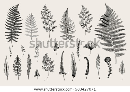 Set Ferns. Vintage vector botanical illustration. Black and white Royalty-Free Stock Photo #580427071