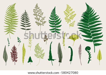 Set Ferns. Vintage vector botanical illustration. Colorful Royalty-Free Stock Photo #580427080