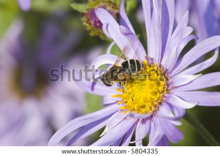 Bee on a light purple pink flower in summertime