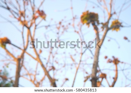 Picture blurred  for background abstract and can be illustration to article of tree
