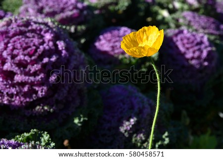 Yellow flower with violet background