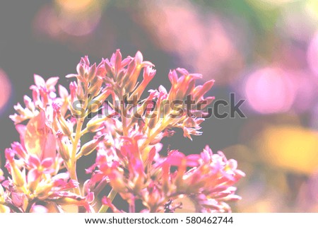 Pink Kalanchoe flower on blurred bokeh background- soft and selective focus