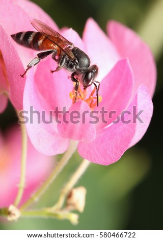  Bees and flowers