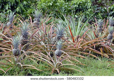 A row of pineapples growing in a plantation in Maui, Hawaii
