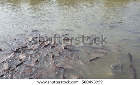 Pangasius,fish,Fish in the canal in front of the temple