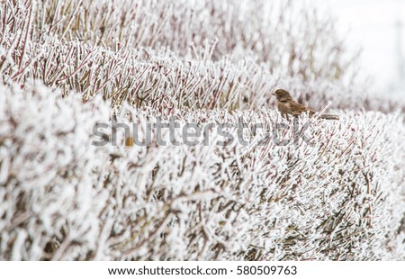 sparrow in winter