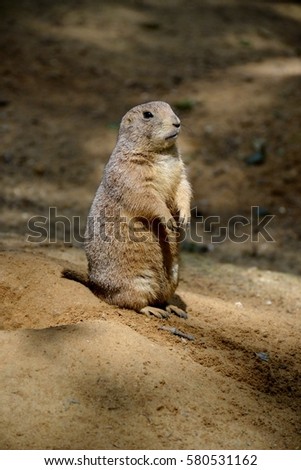 Details from wild prairie dogs and sand