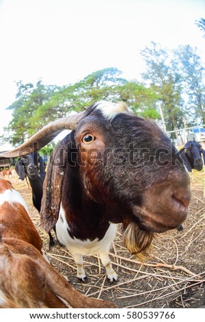 Cute Animals  ,   Portrait of a goat eating a grass on a green meadow