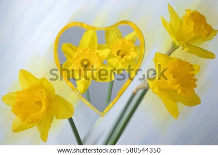 yellow daffodils reflected in a mirror in the form of heart on yellow-blue artistic background