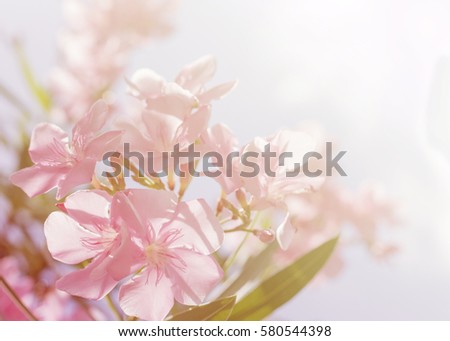 beautiful flower with Soft Focus Color Filters background