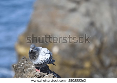 Dove sitting on a cliff with sea and a rock in soft focus in the background, picture from Tenerife Canarie Island. 