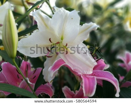 Background of orchid in the flower garden 