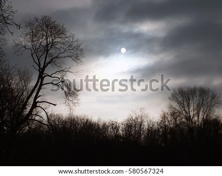 Mysterious forest. Night in the forest. Halloween night background 