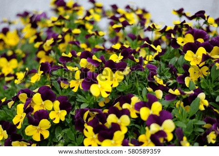 Beautiful Viola Flowers Pansy.