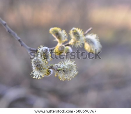 Branch of blooming willow in early spring. first spring shoots on willow branch growing in wild nature. Pussy Willow blossom twig close up. fluffy Buds of willows. Springtime forest. Salix. Osier