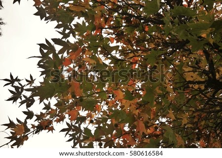 Autumn Park Colors
