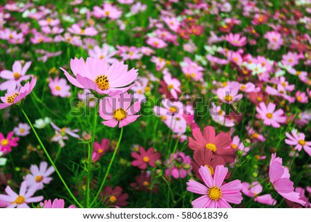 Blurred of Cosmos flowers blooming. in the pastel color style for background.