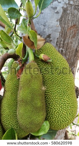 The young jackfruit on tree,tropical fruit in Thailand.