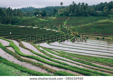 View of rice fields, terraced in Asia during rainy season, agriculture