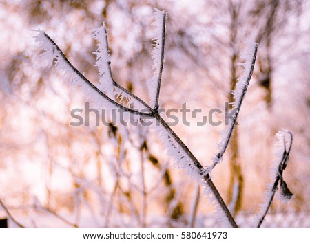 Beautiful tree branches in hoarfrost in the winter on a blurred background sun