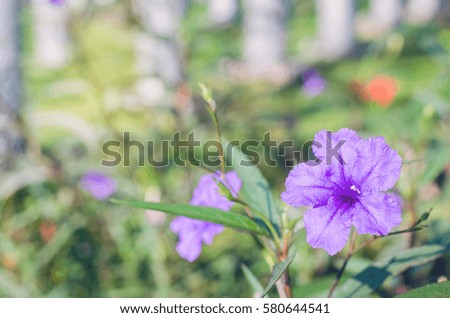 purple flower in park with sunlight on morning.