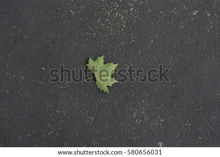 Fall dried green maple leaf on the street at sydney australia