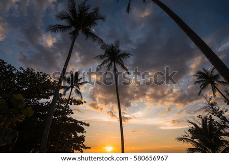 Coconut tree and Beautiful sunset on the beach.
