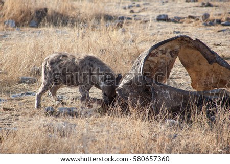 Hyena feeding on the skin of a dried elephant carcass in the heat of the midday sun in the Etosha National Park, Namibia