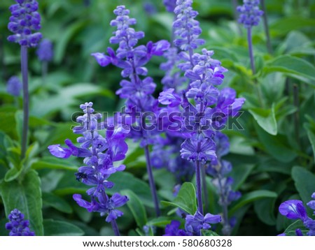 Closeup image of violet lavender flowers in the field