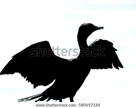 Close-up Indian Cormorant Siluate